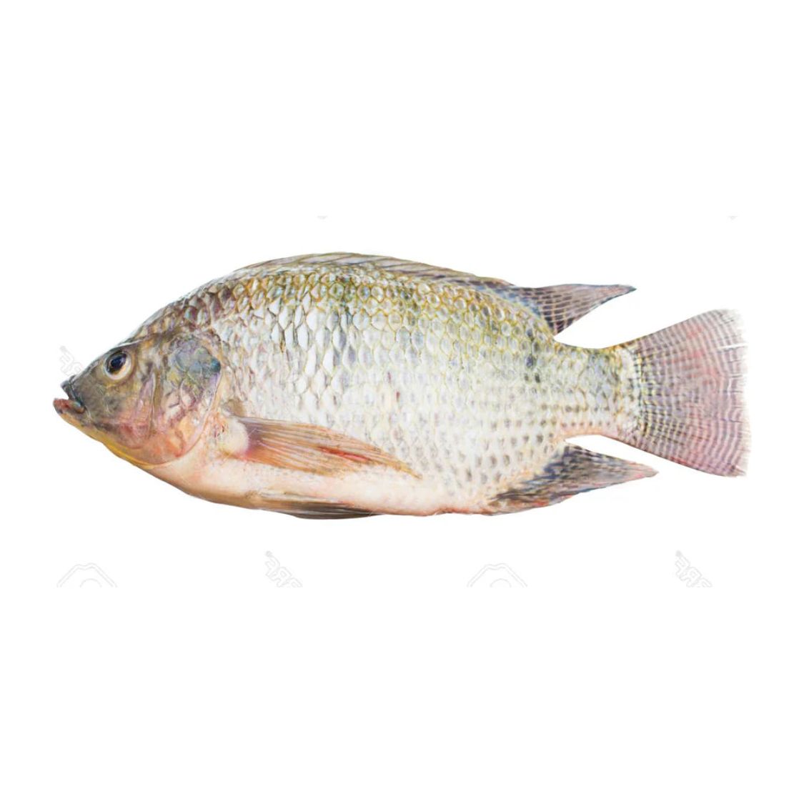 Fish ~ Swimming Side Fish 1.6-1.8lb (Scaled and gutted upon delivery)