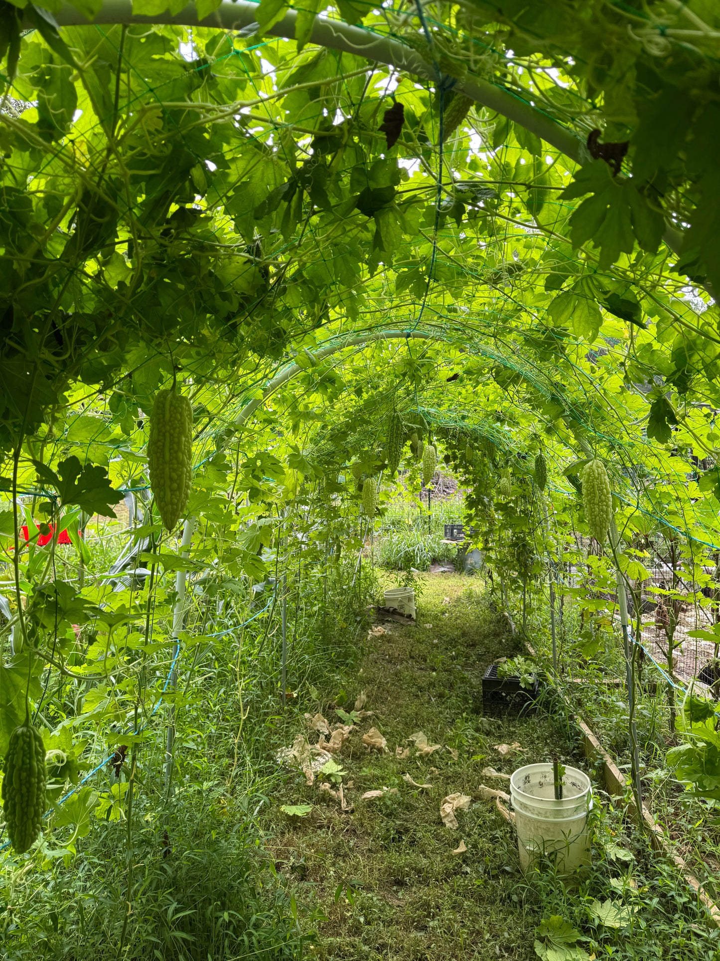 👍Vegetable - Organic Bitter Melon