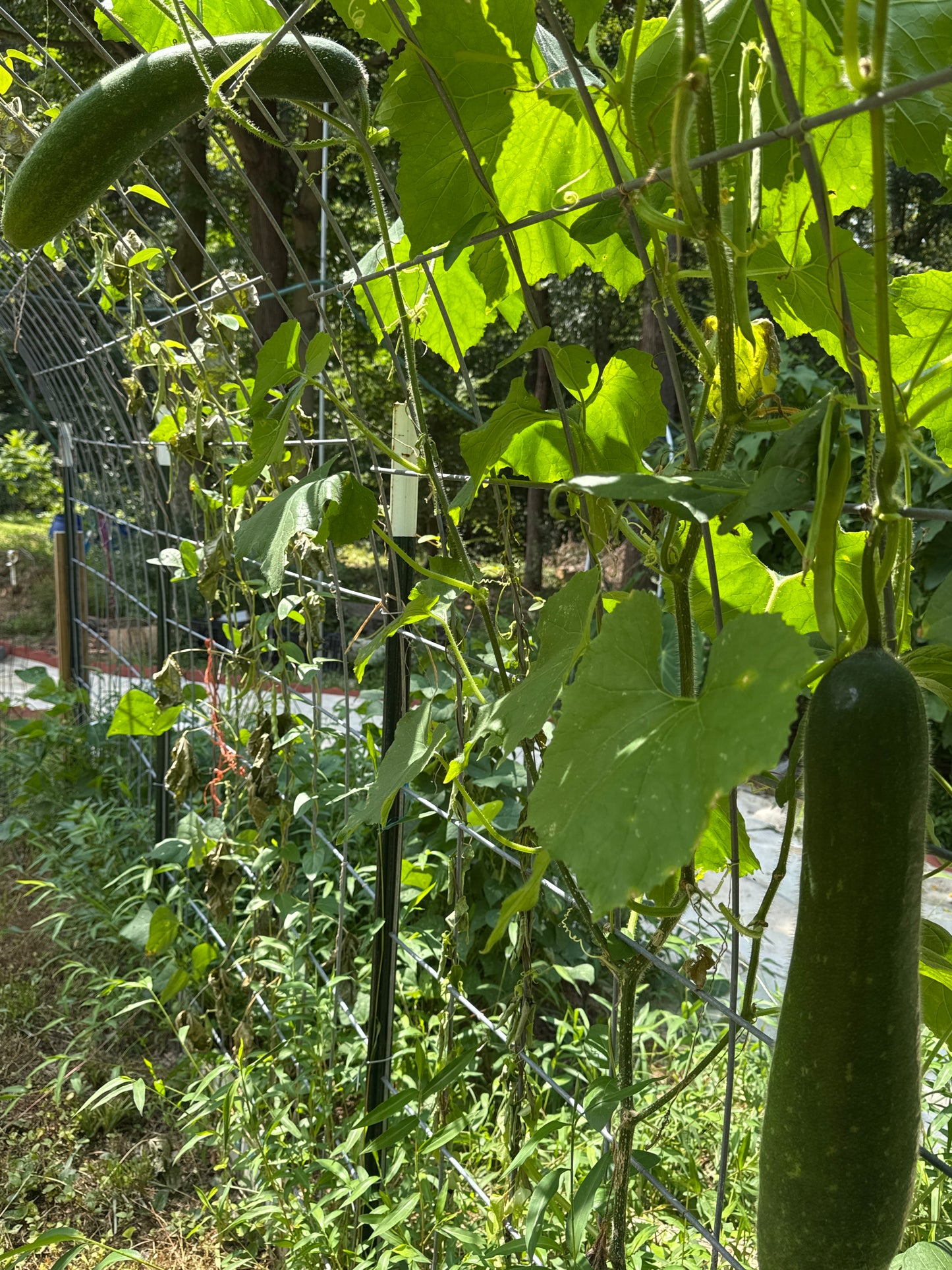 Melon - Hairy Melon about 2LB