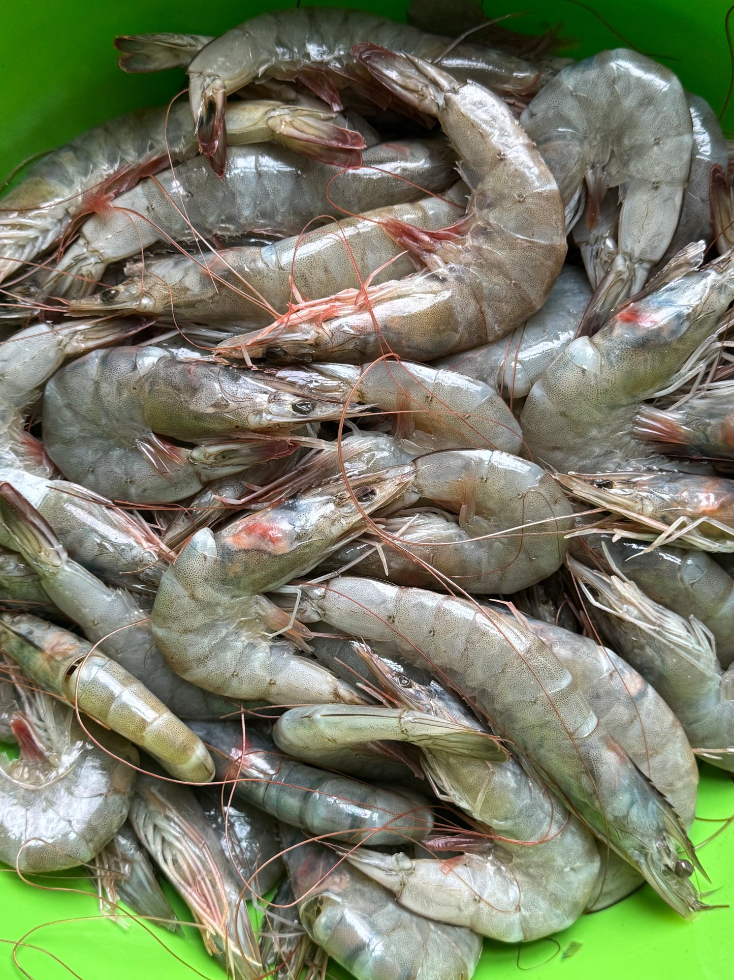 20-30 Extra Large - Head-on Shrimp