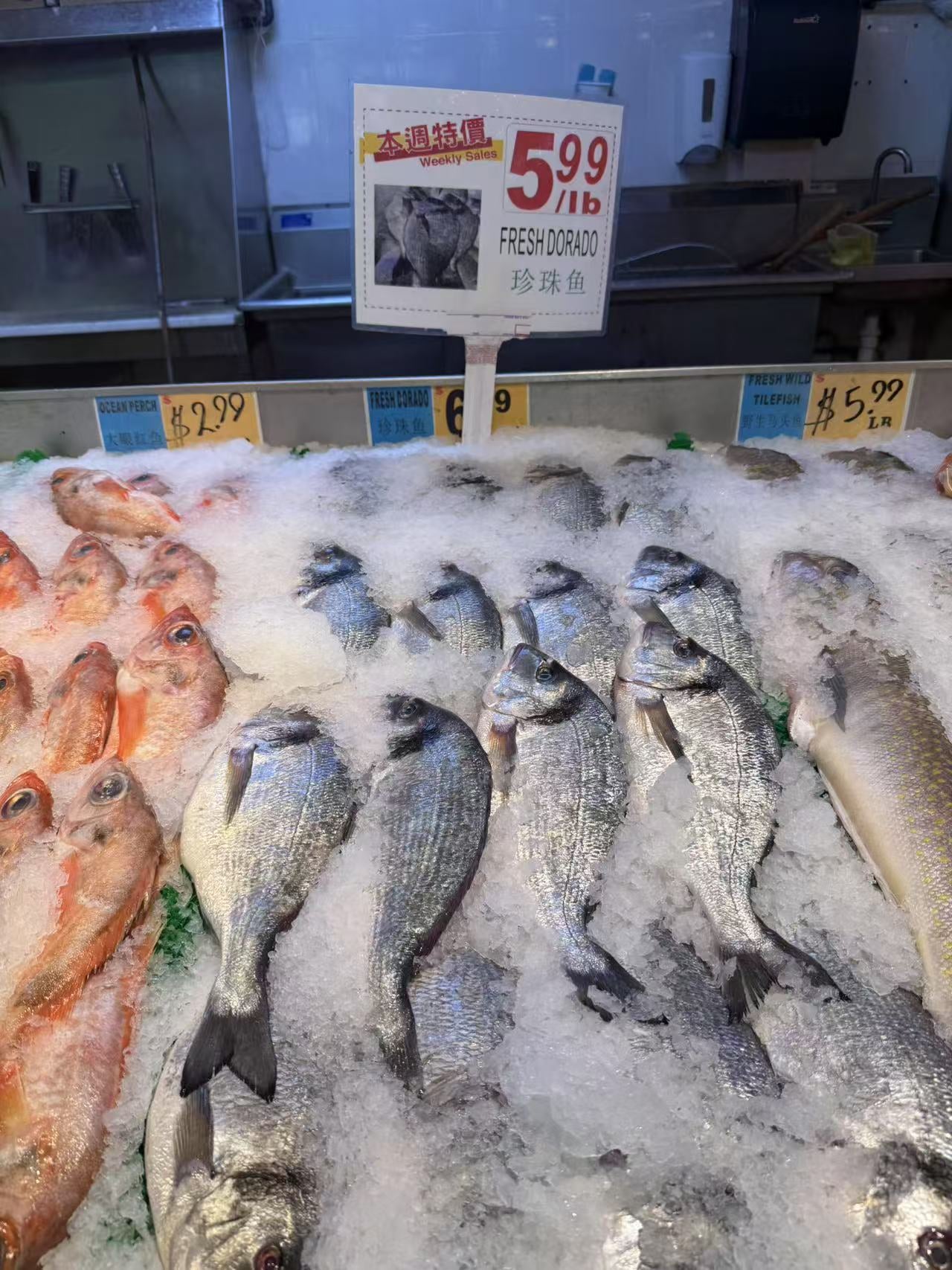 003- Pearl Fish (1.5 lbs)