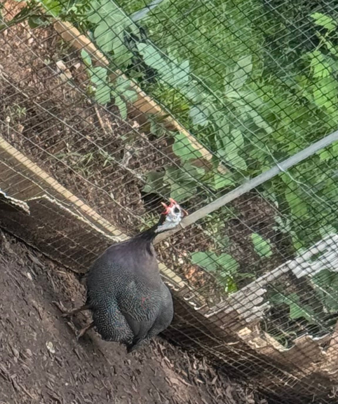 Free-range Pearl Chicken (live slaughtered and cleaned, about 3.2 to 3.5 pounds each)