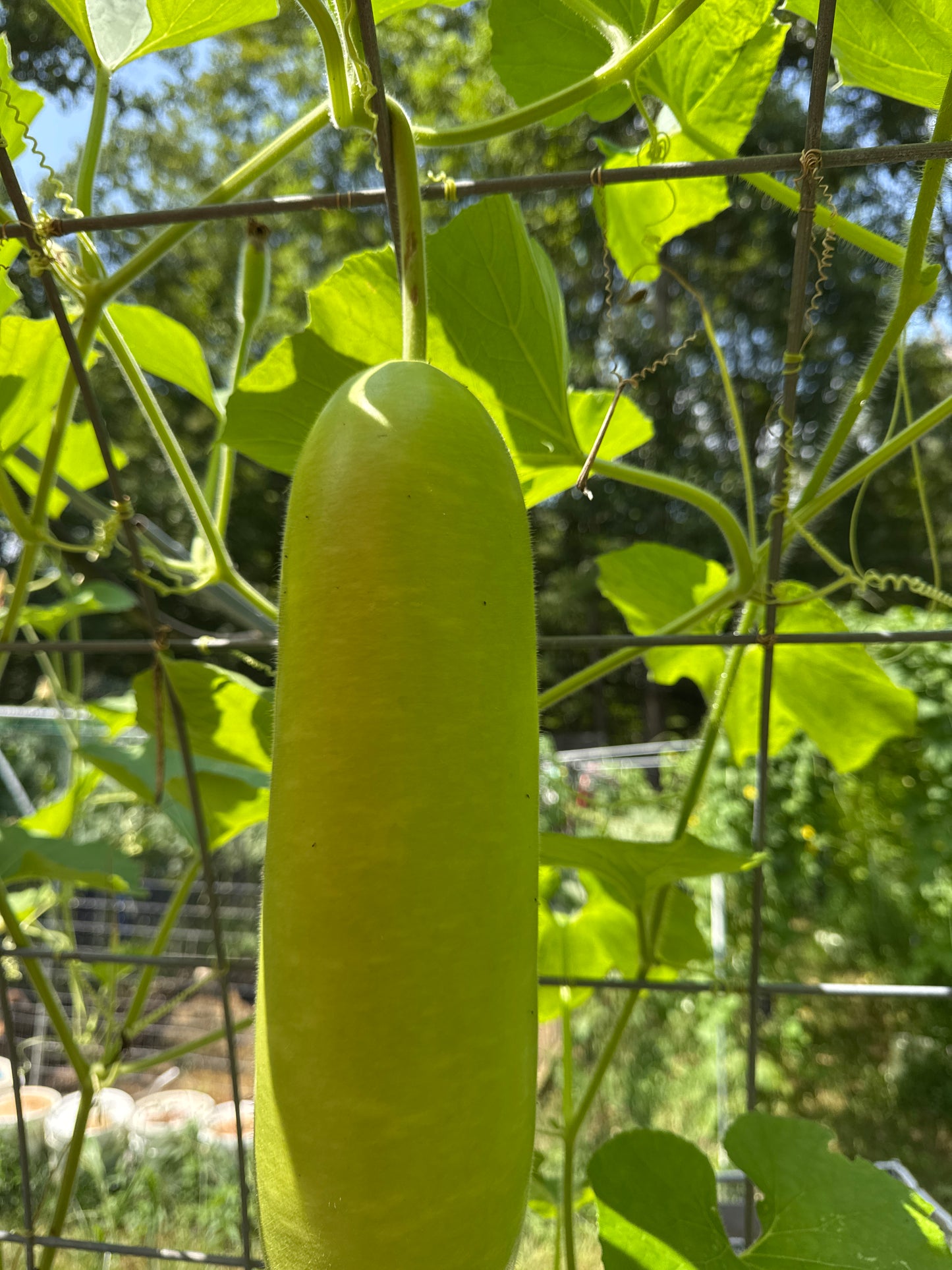👍Vegetable - organic bottle gourd