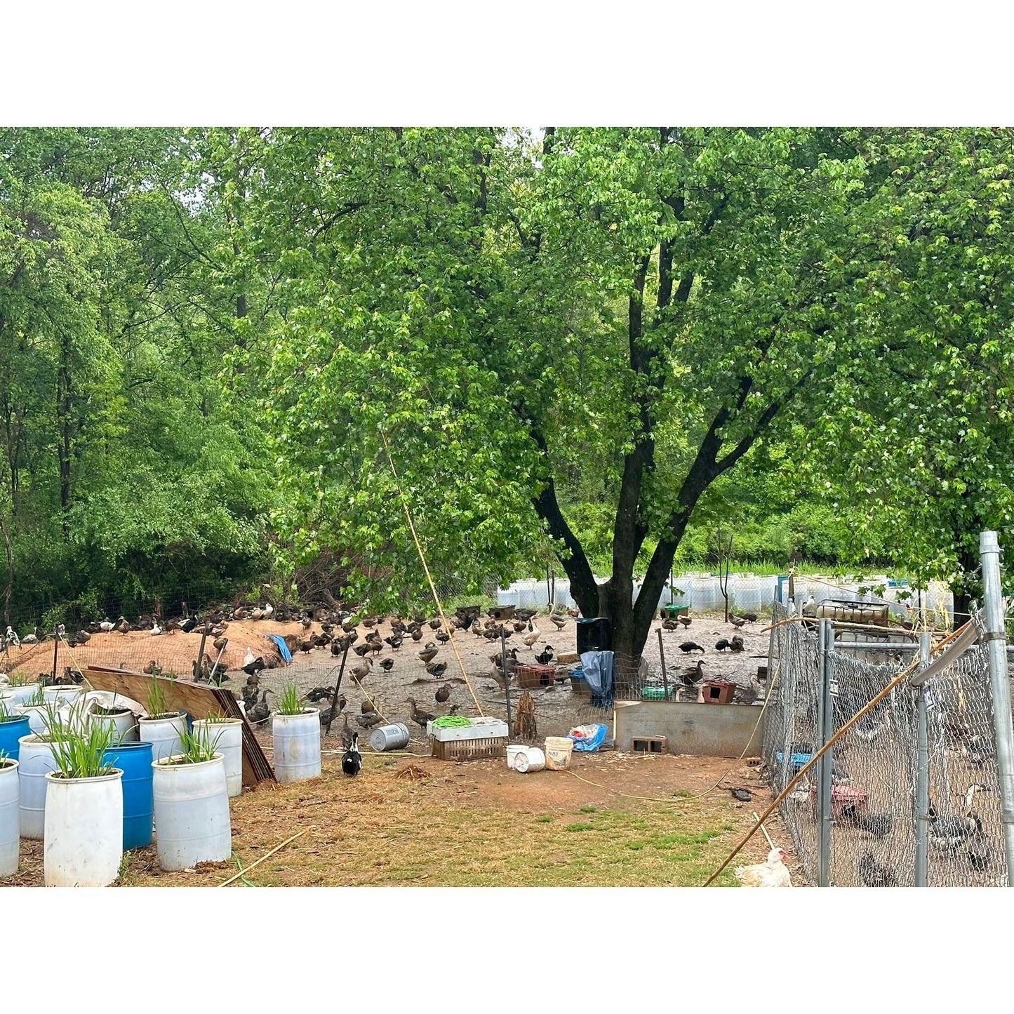 Duck Eggs (Farm Free-Range Swimming Ducks)