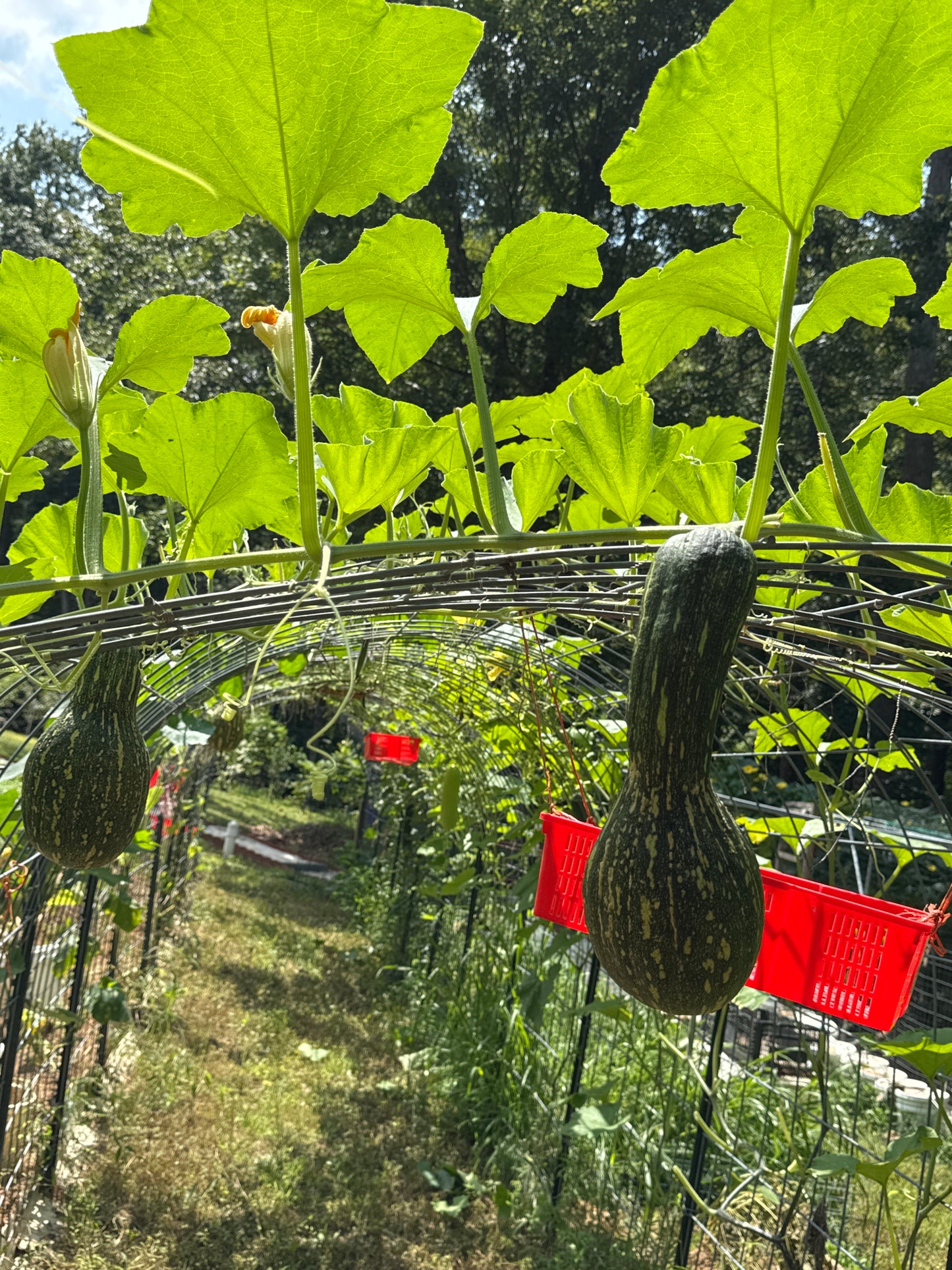 Melon - Taro pumpkin, about (4.5~5) pounds