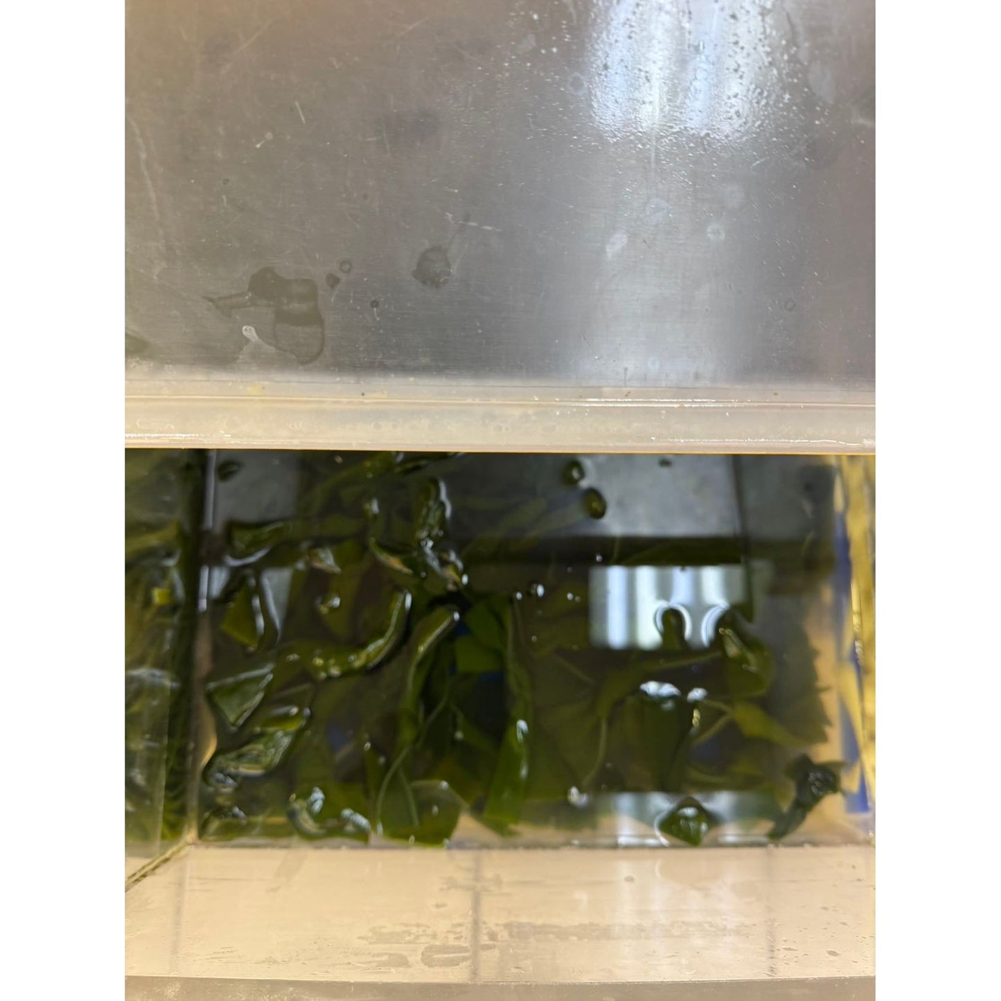 Kelp Knot 【Loose Weight】