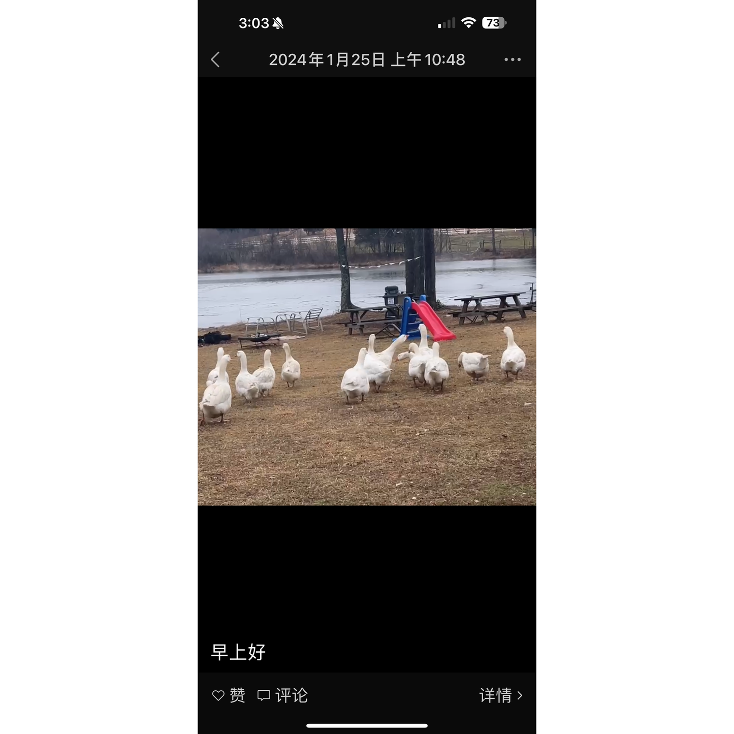 Farm【Free-range Chinese Goose ~ about 8-9 pounds, left and right】(Freshly slaughtered and delivered ~ cleaned with entrails removed)