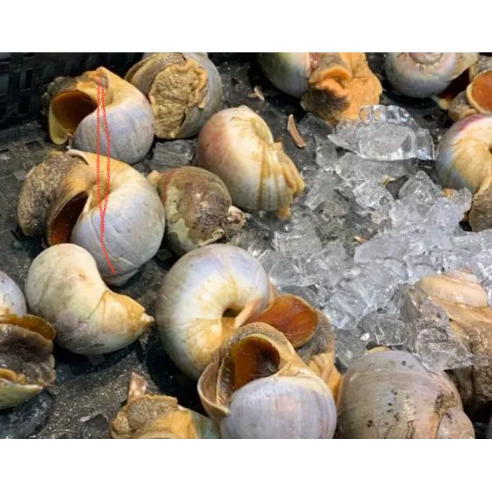 Moon Snails, 5 lbs
