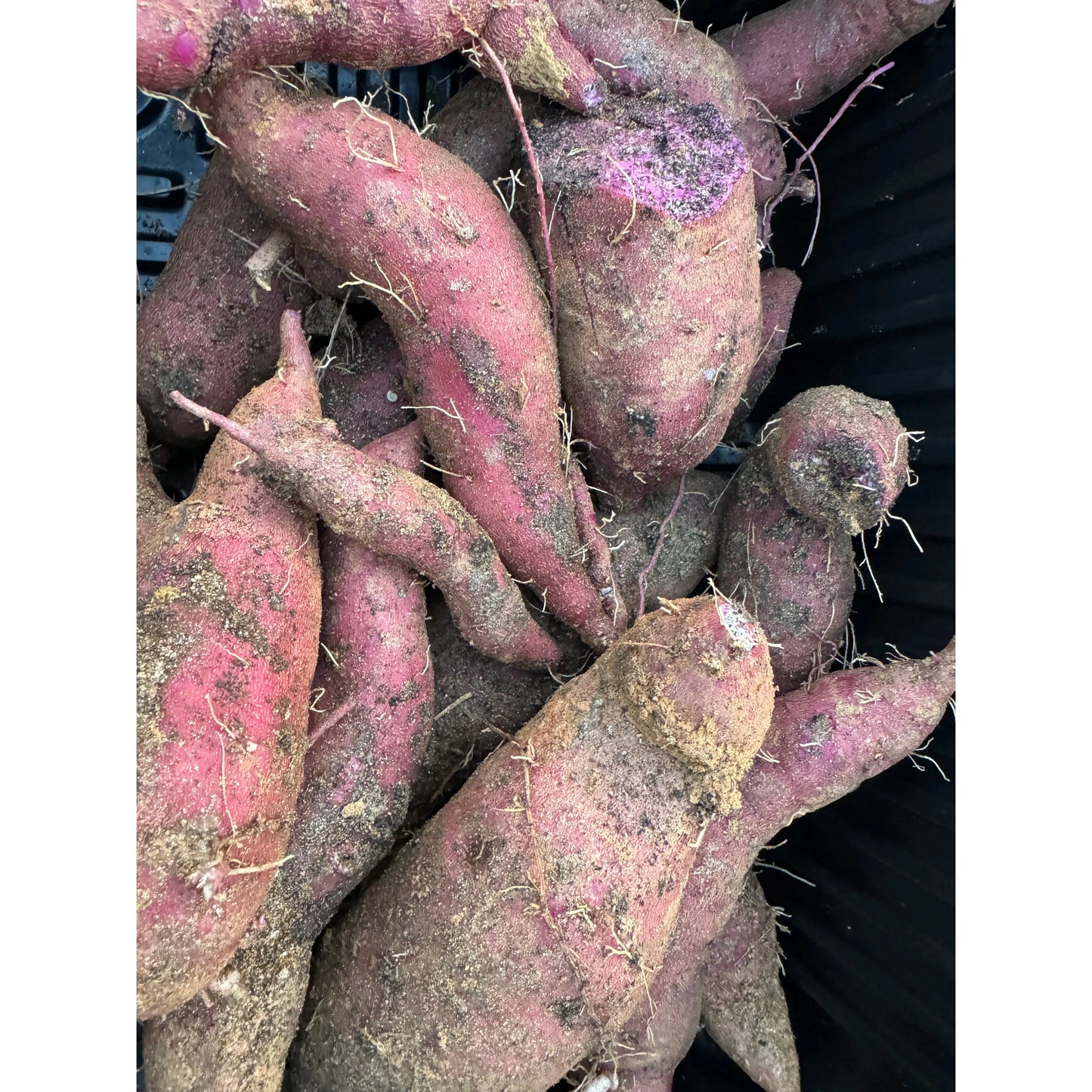 Melon-Organic Purple Sweet Potato
