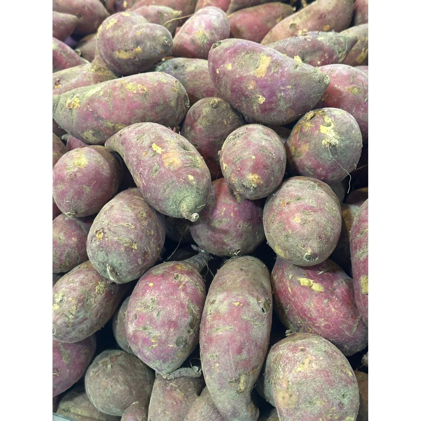 Melon - Japanese Sweet Potato (Diguo)