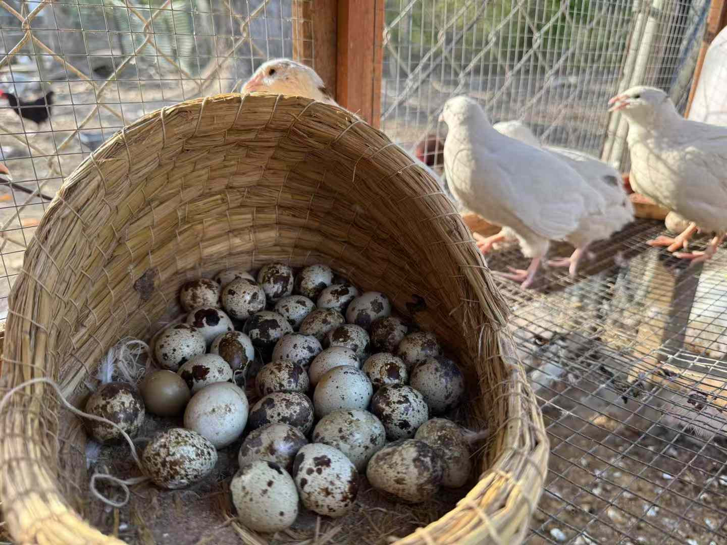 Fresh Quail Eggs (18 pcs)