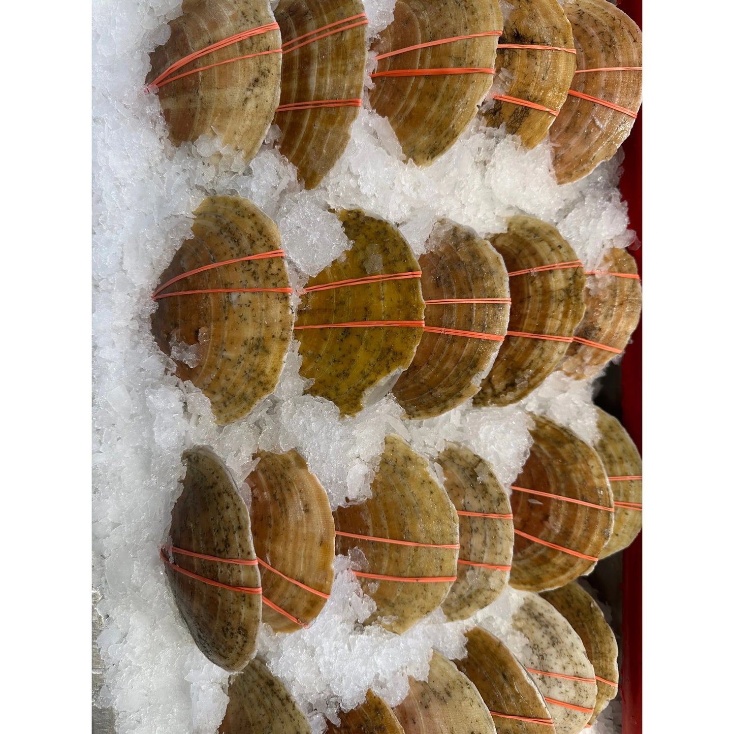 001-Live scallops, 2.8-3 lbs