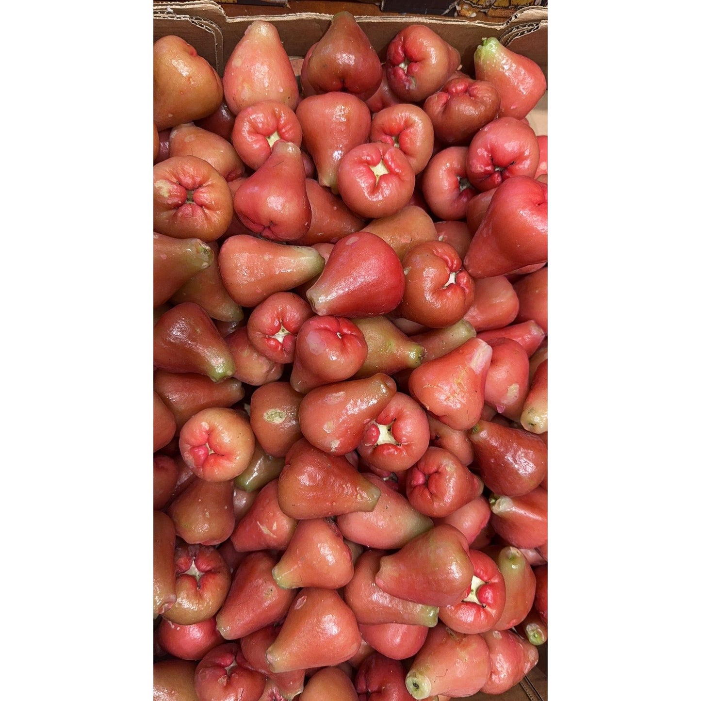 ❤️Florida, Wax Apple