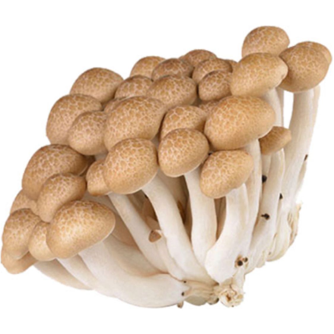Mushrooms - yellow jade mushrooms 150g