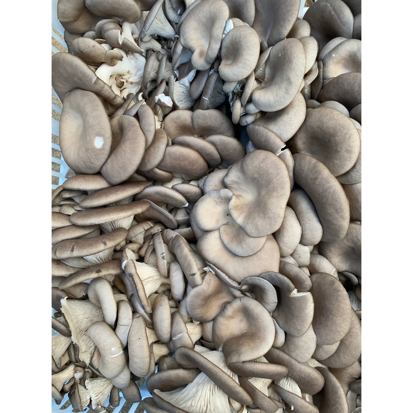 Mushrooms - Farm Fresh Oyster Mushrooms