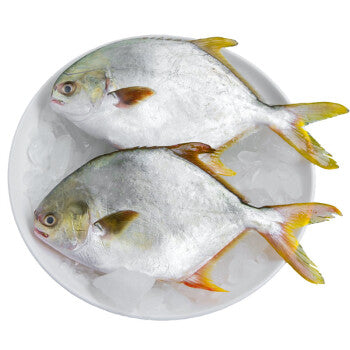 003-Golden Pomfret (1.5-1.75lbs)