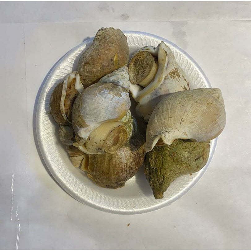 002-blue snail 1.75-2/lb