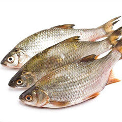 Fresh Carp 3 pounds
