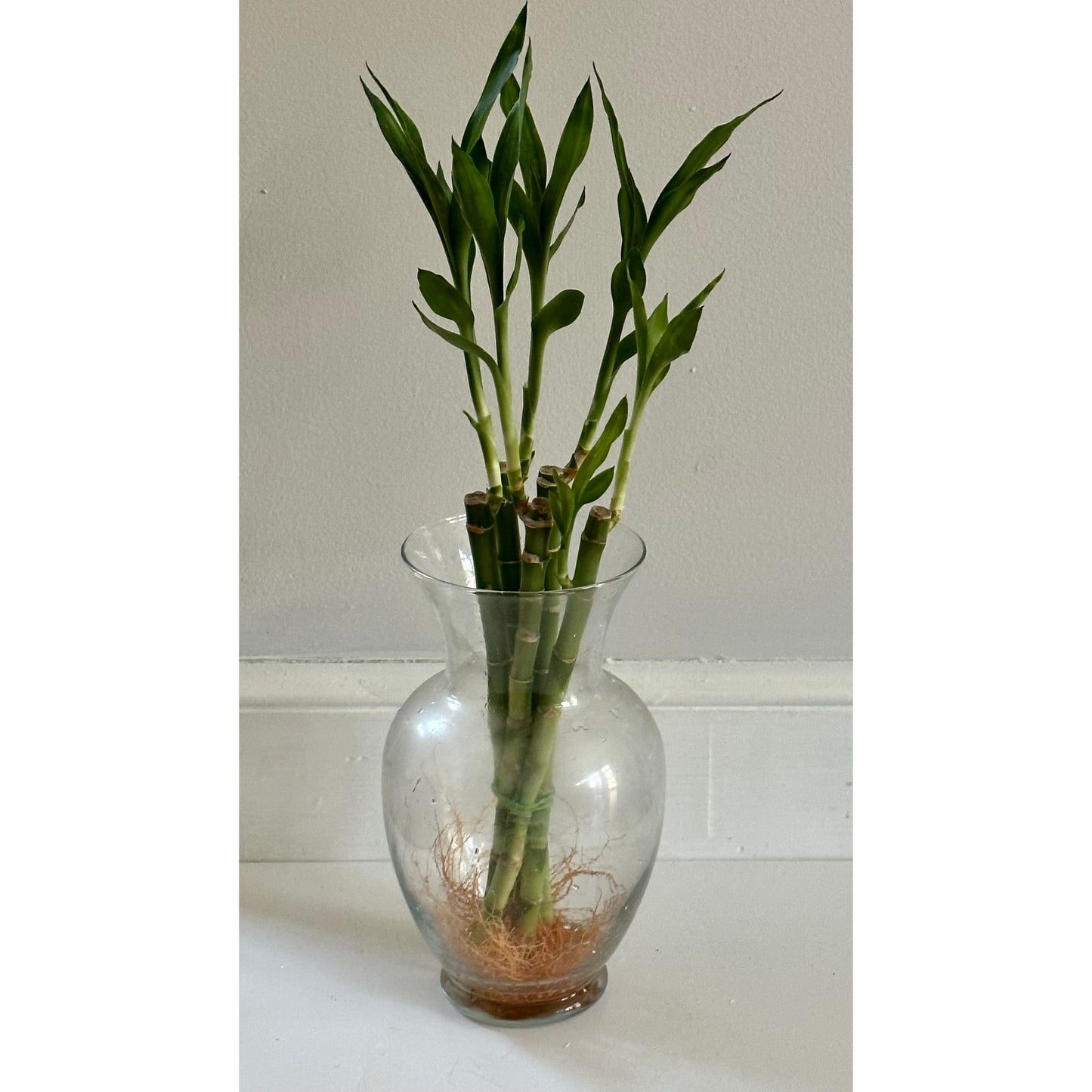 Lucky bamboo (22” straight)