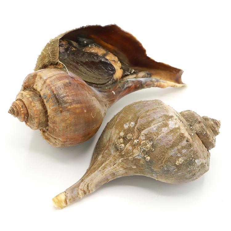 002- Conch (Live, 2.7-3/lb)