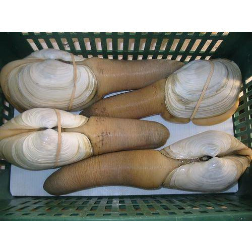 Live Wild Geoduck 1.5-4 lbs
