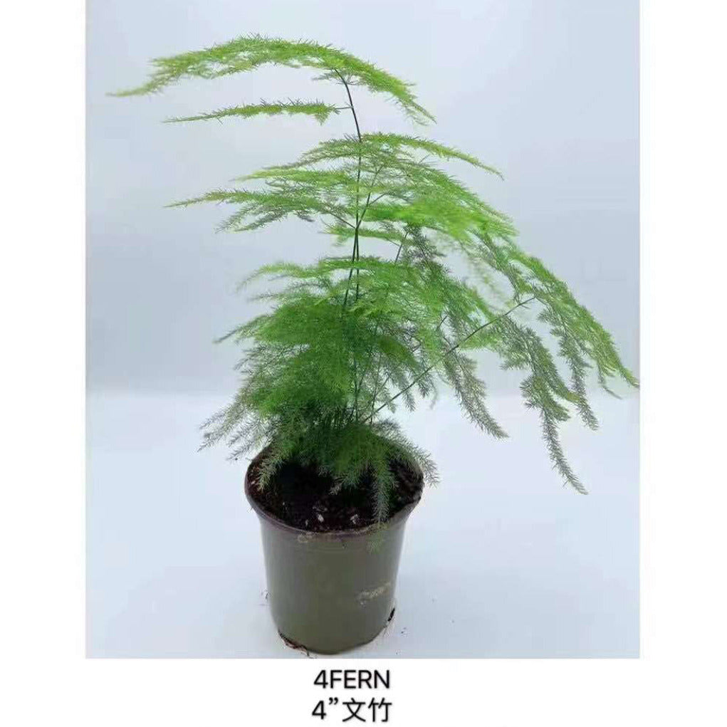 Asparagus (4 inches)