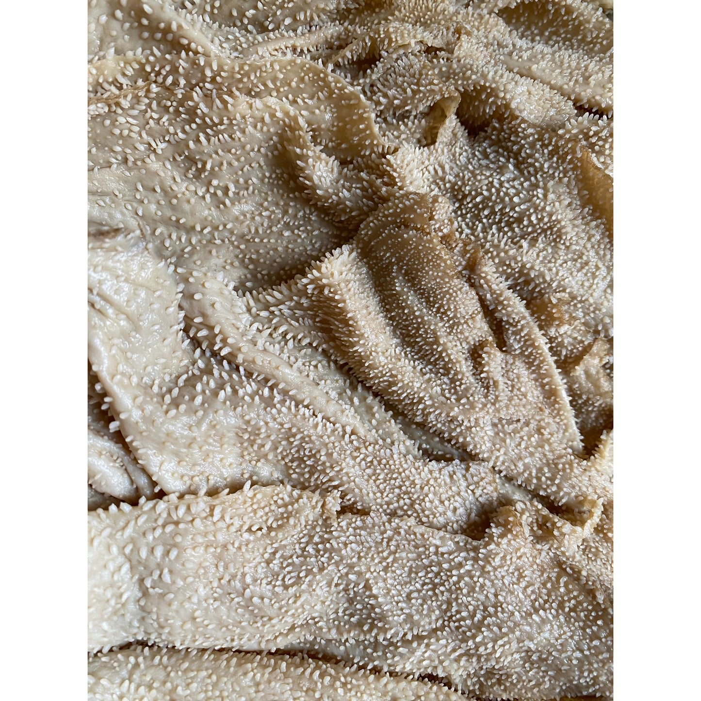 Beef tripe, about 1.6~1.8lb