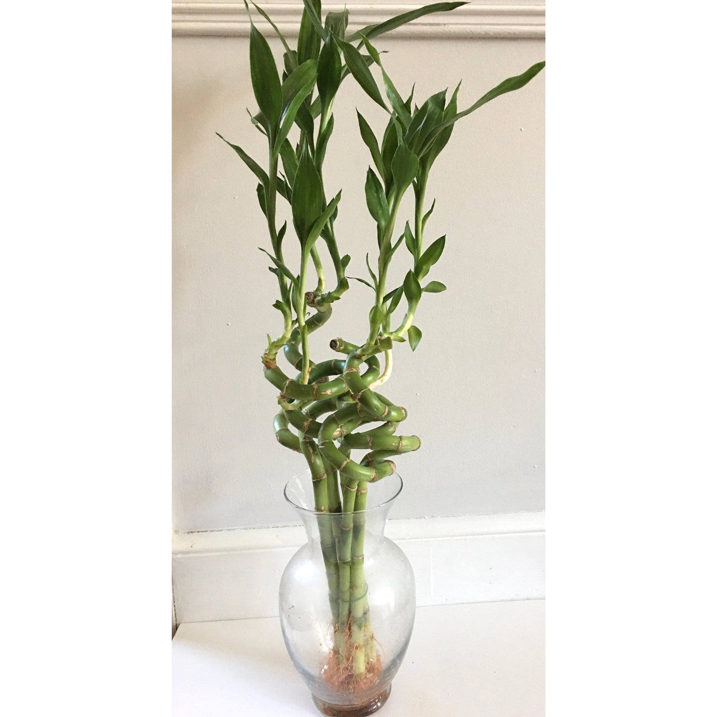 Lucky bamboo (about 30~33)" curved type