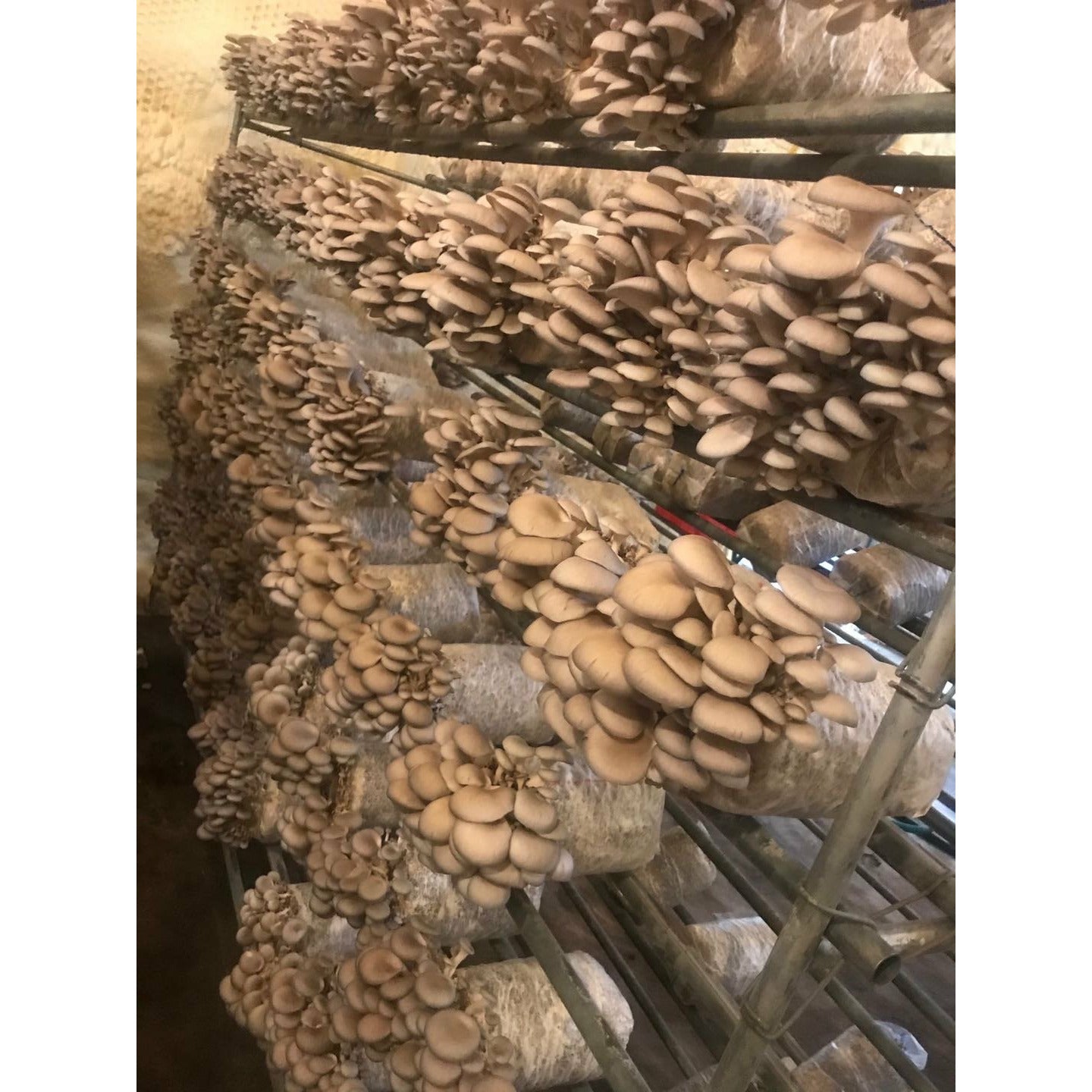 Shitake Mushrooms (1 lb)