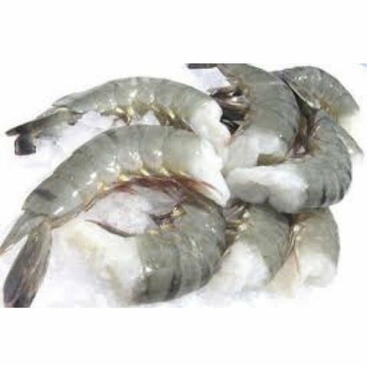 16-20 Large Tiger Shrimp (0.8-1 lbs)
