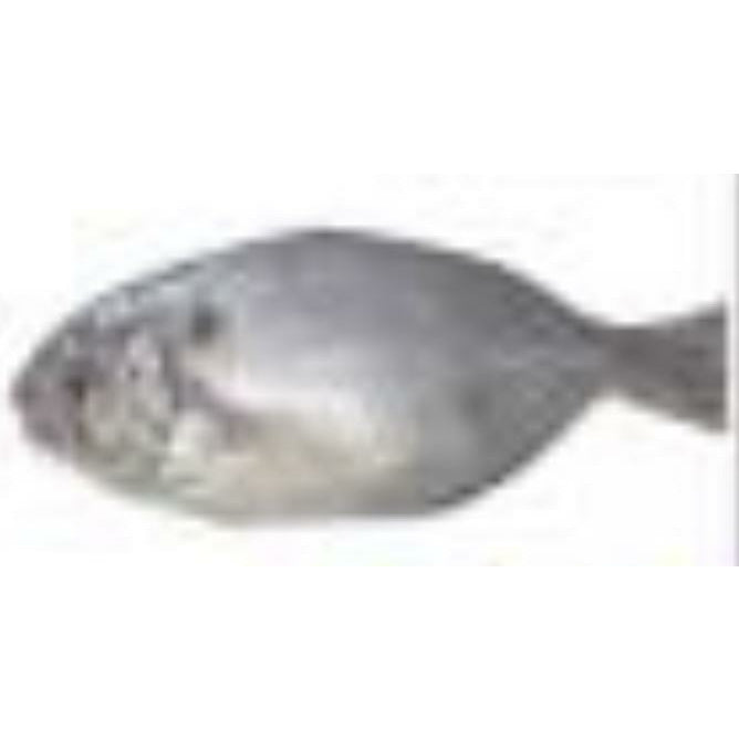 004-Indian Pomfret Fish 1.75-2 lb