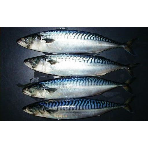 004-Flower mackerel 1.1-1.4lbs