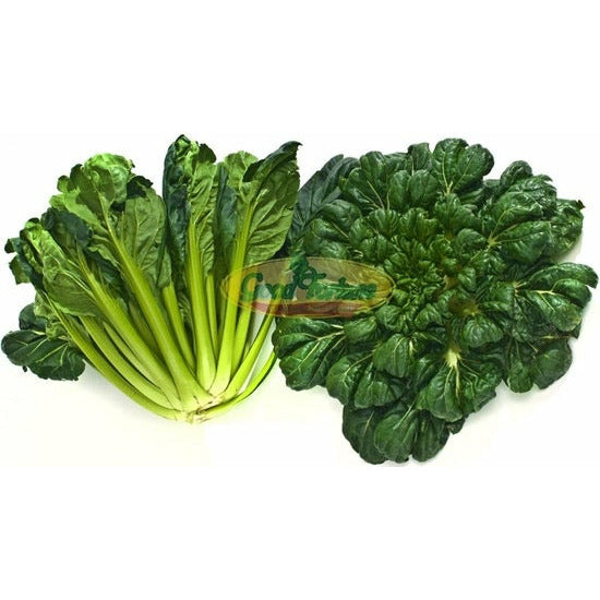 Vegetable - Tatsoi 1.8-2 lbs