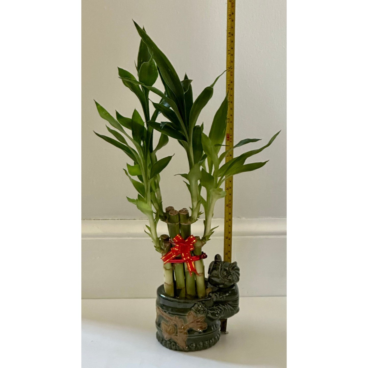 Lucky Bamboo (8*20") + Elephant Pot