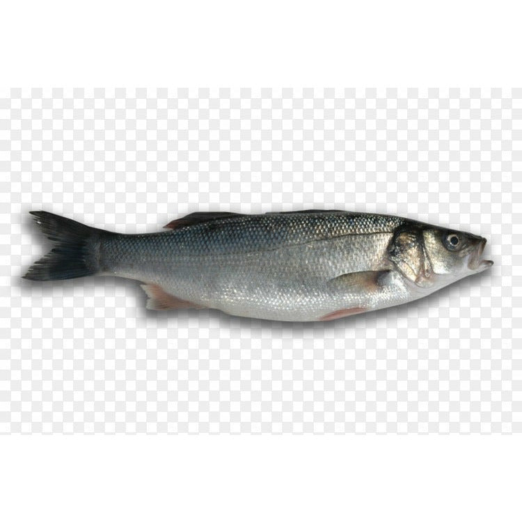 European Sea Bass 1.2-1.5 lbs