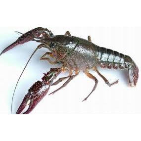 001 - Crayfish (3 lbs) 4001#