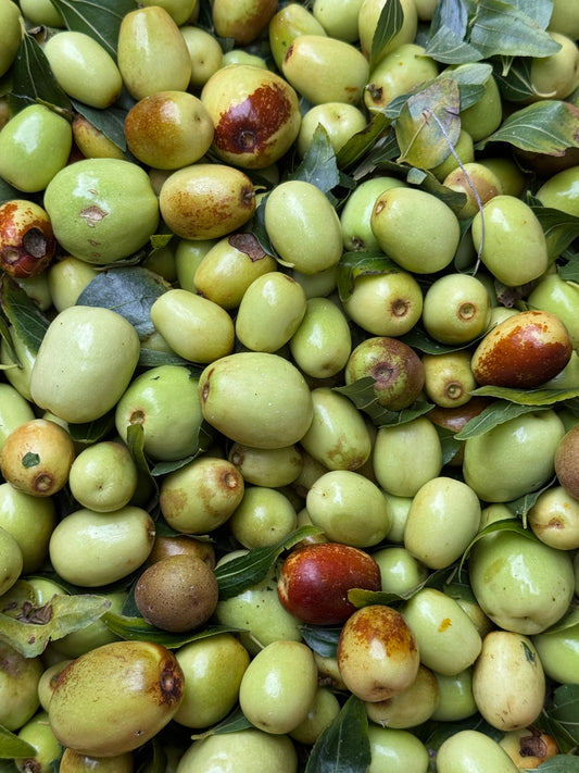Fresh winter jujubes About 10 lbs/box