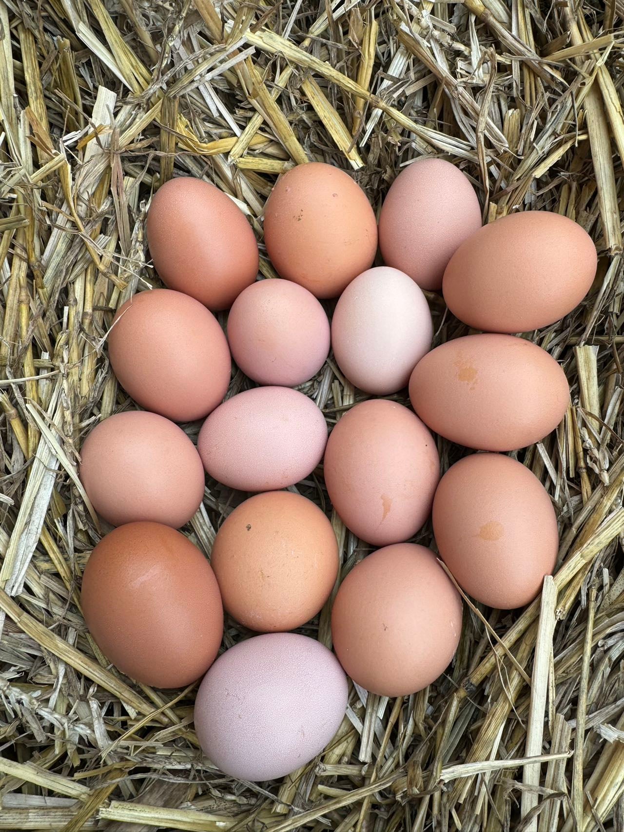 Free range on the farm! Free-range eggs, 12/dozen