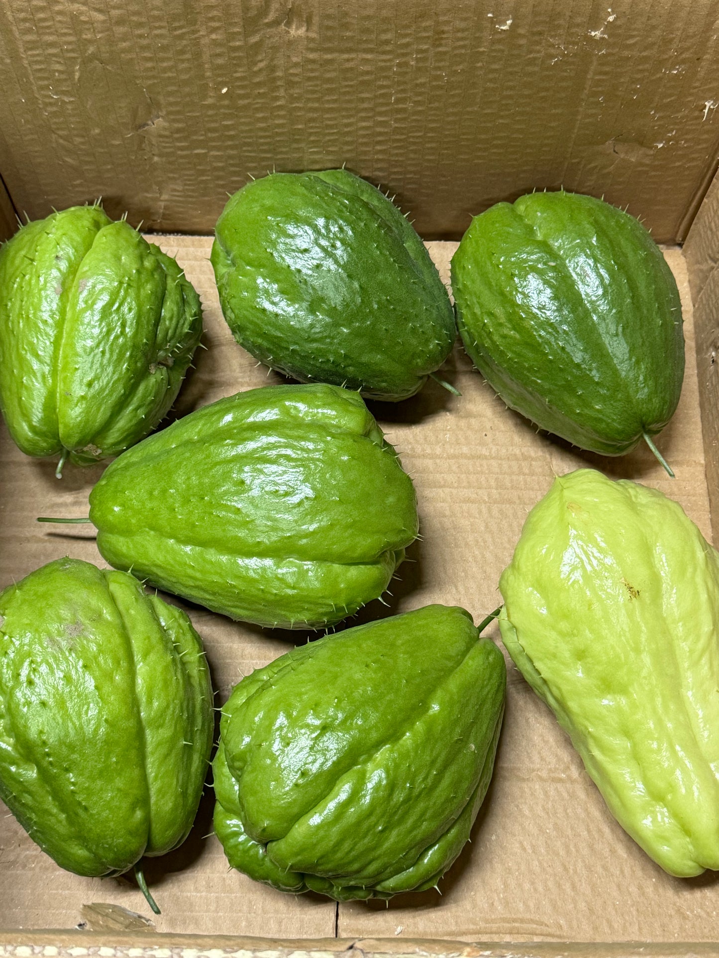 Melon - Chayote [about 1.7-2 lbs]