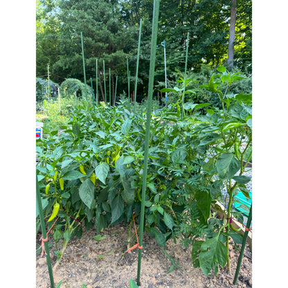 Chili 🌶️ Organic Chili Peppers 🌶️