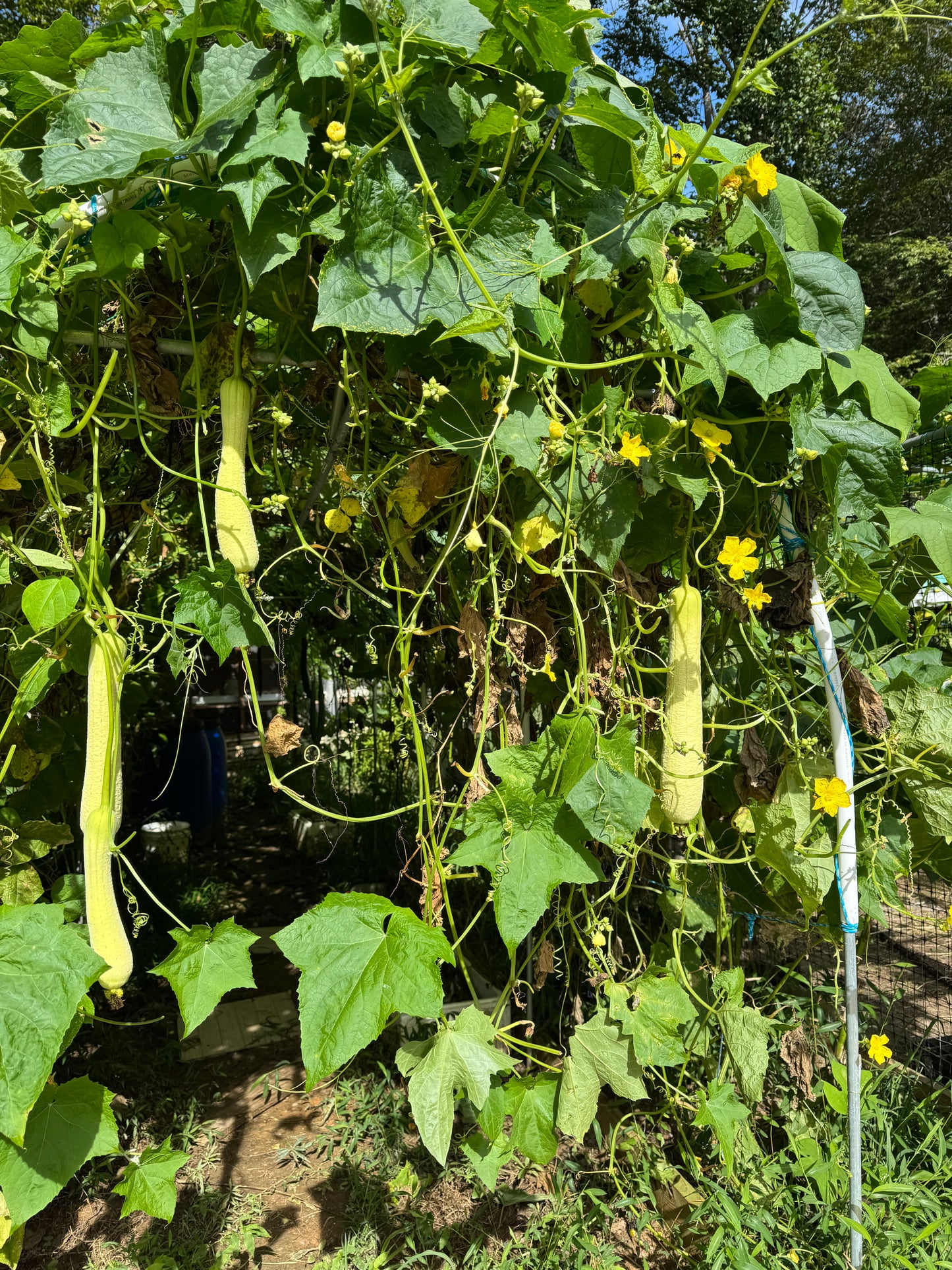 有机白玉丝瓜-【大约3磅】