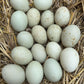 Farm duck eggs, (farm free-range)