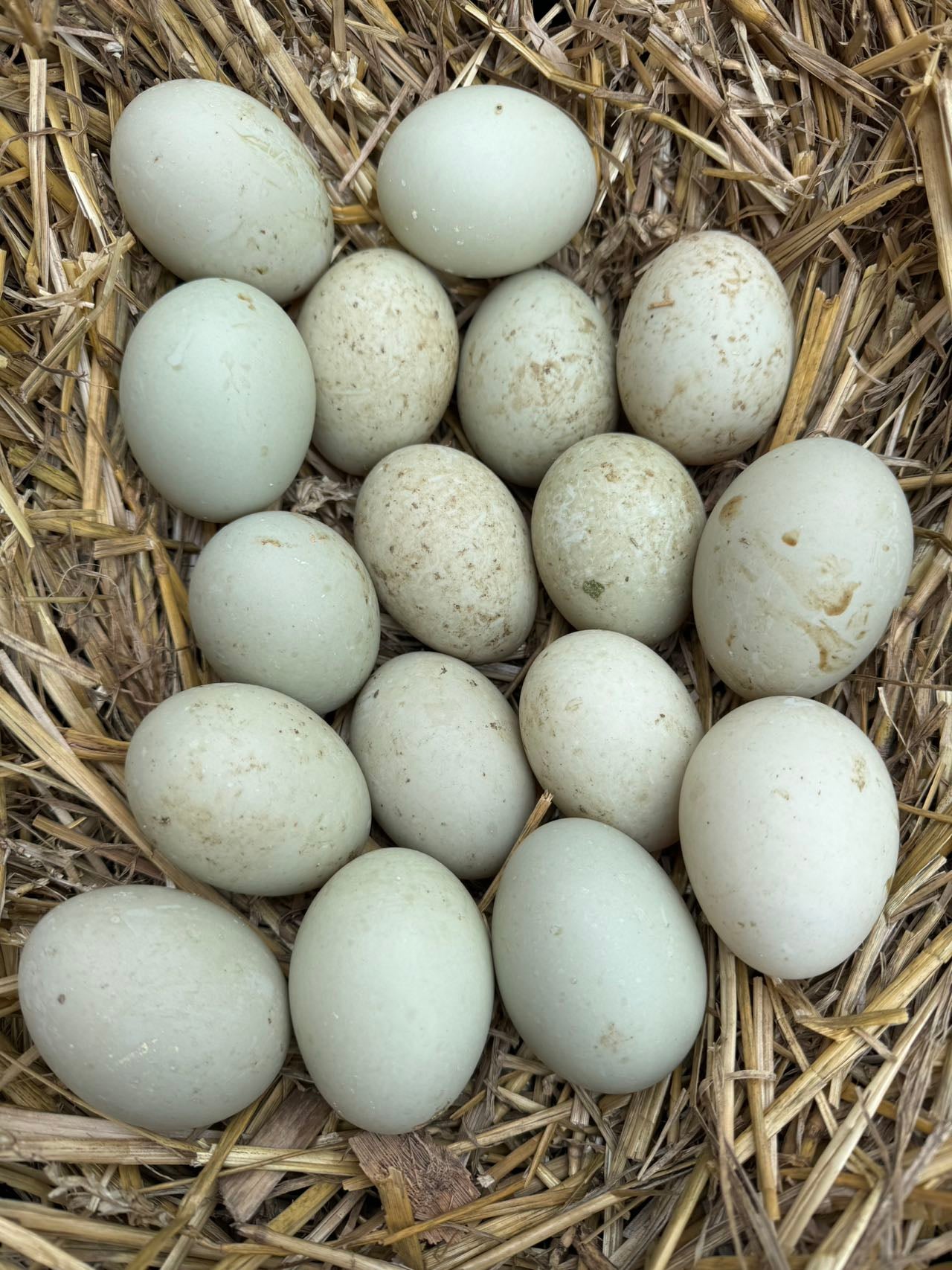 Farm duck eggs, (farm free-range)