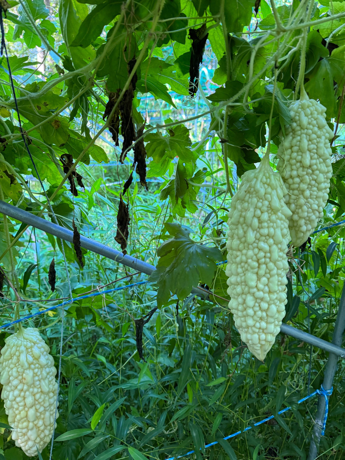 👍菜-有机白玉苦瓜