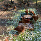 Free range on the farm! Free-range eggs, 12/dozen