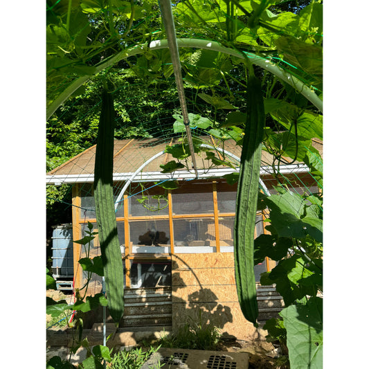 👍瓜-有机棱角丝瓜-【鲜嫩爽口】