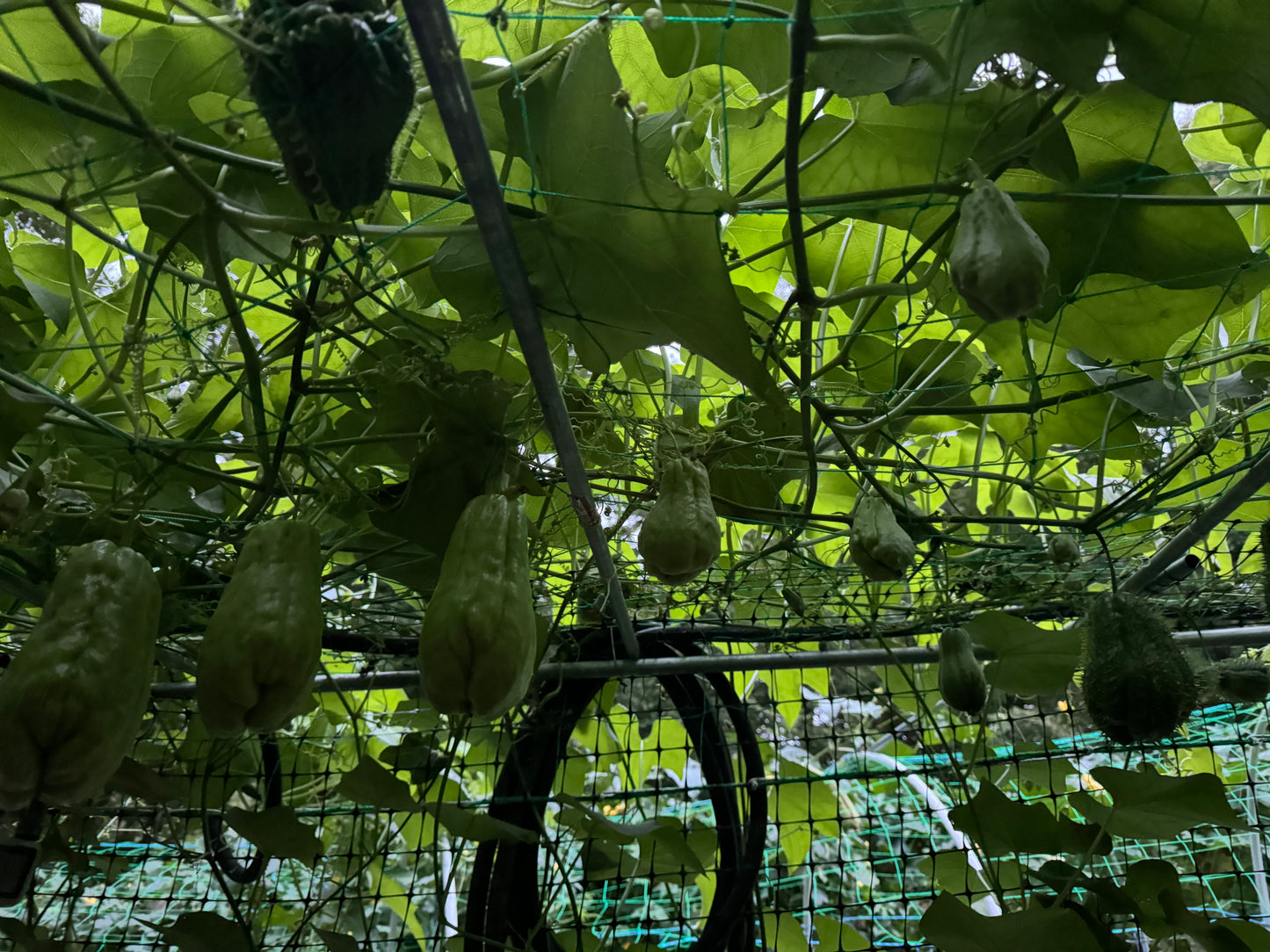 Melon - Chayote [about 1.7-2 lbs]