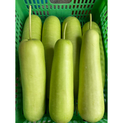 👍菜-有机瓠瓜