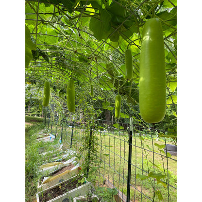 👍Vegetable - organic bottle gourd