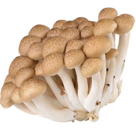 Mushroom - Topaz Mushroom 150g